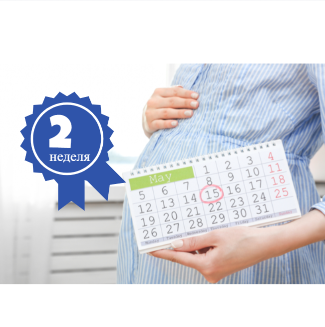 29 неделя беременности от зачатия