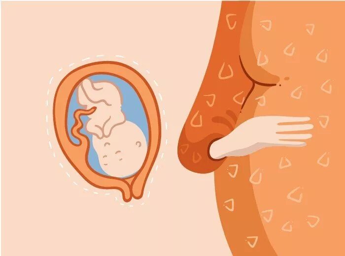 23 неделя беременности от зачатия