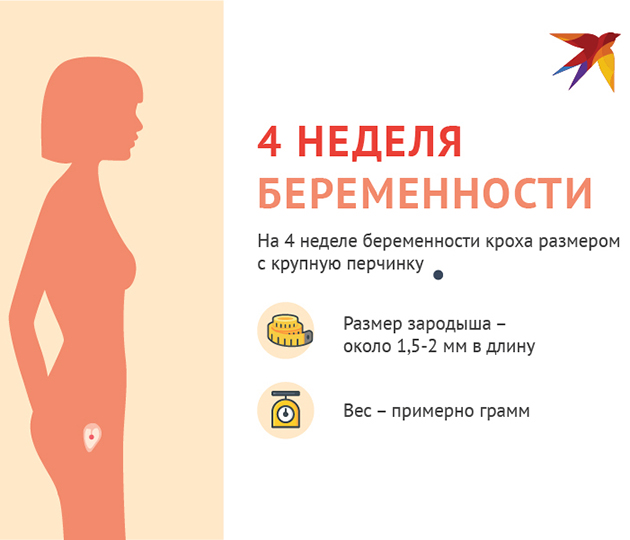 Как правильно питаться в 4 неделю беременности от зачатия?