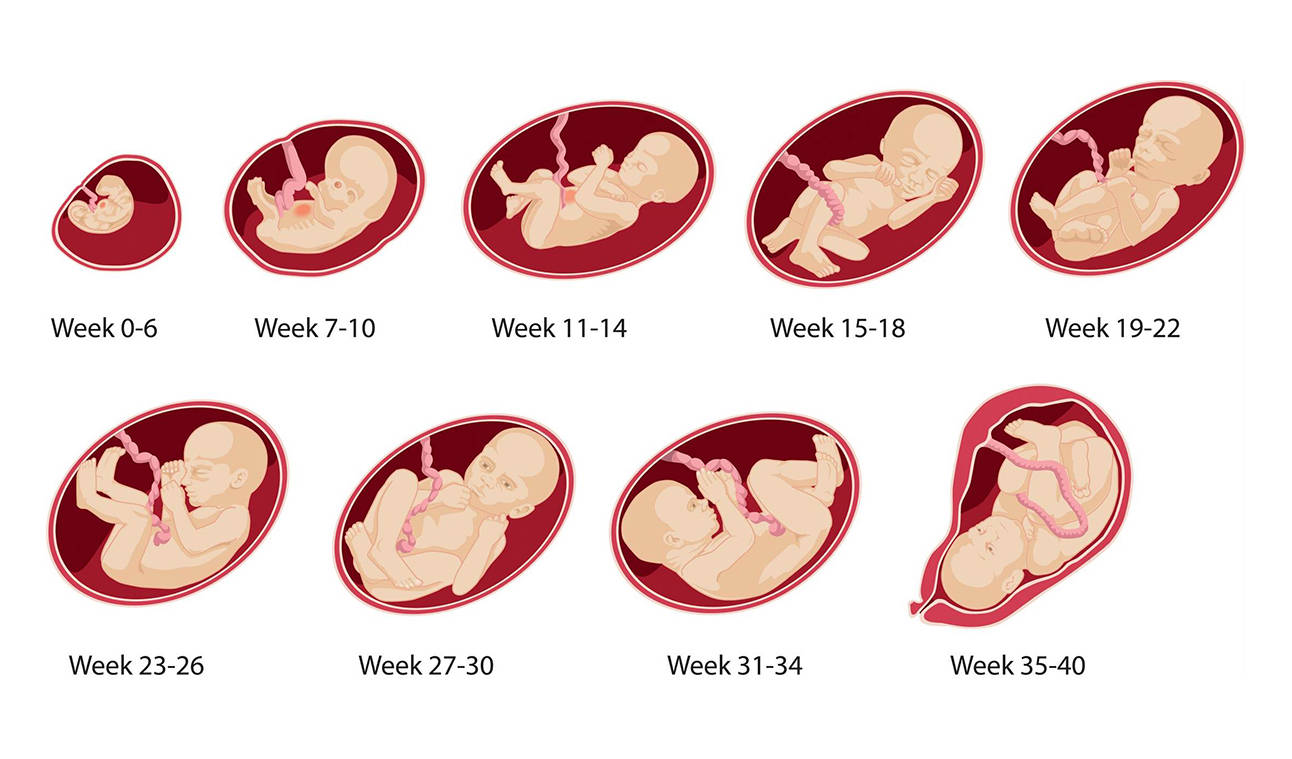3 неделя беременности от зачатия